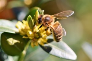 bees are pollinators