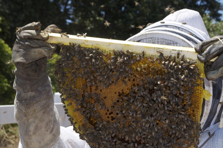 Harvesting raw honey from hives